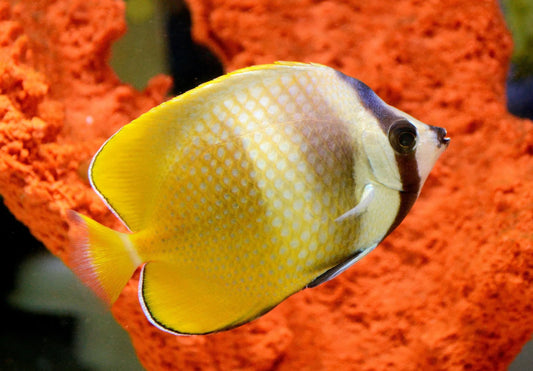 Kleini Butterflyfish