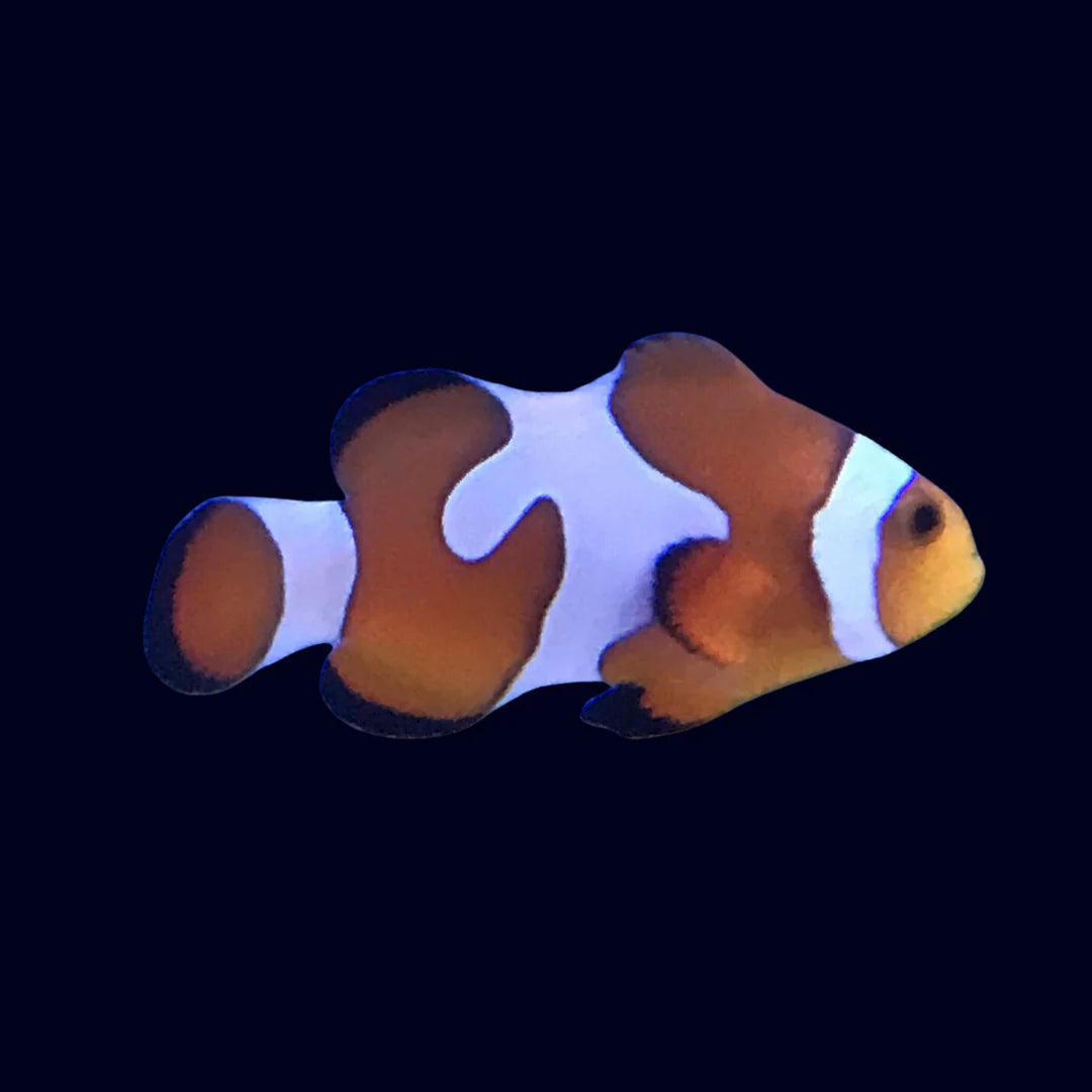 DaVinci Gladiator Clownfish - Tank Bred