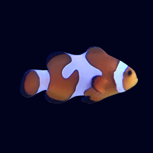 DaVinci Gladiator Clownfish - Tank Bred