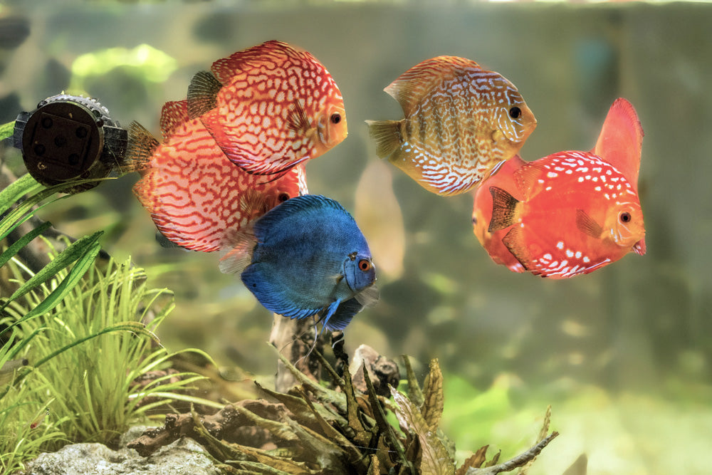 Discus - Assorted