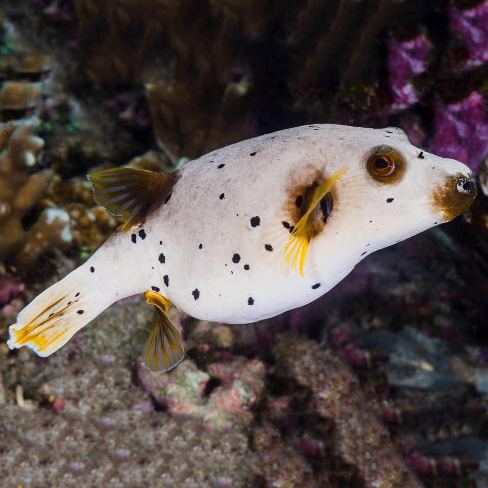 Dogface Puffer