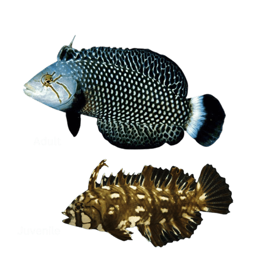 Dragon Wrasse