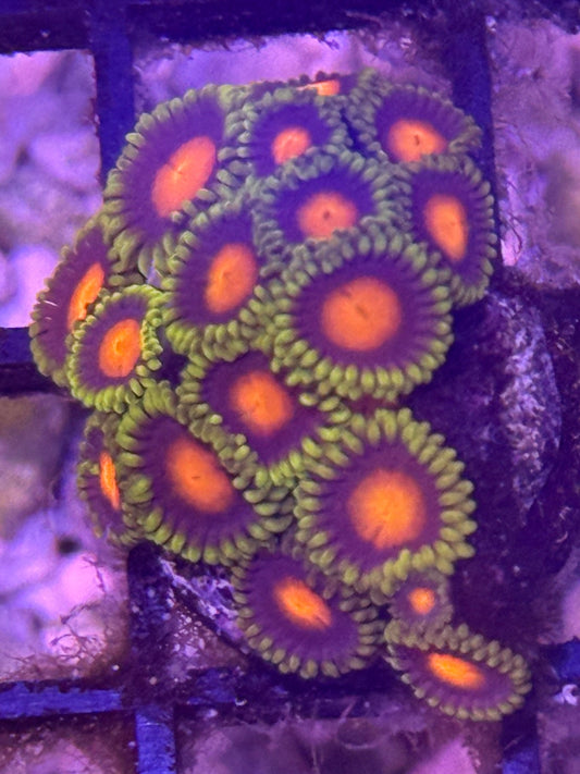 Dragon Eye Zoa frag - 2-3 polyps