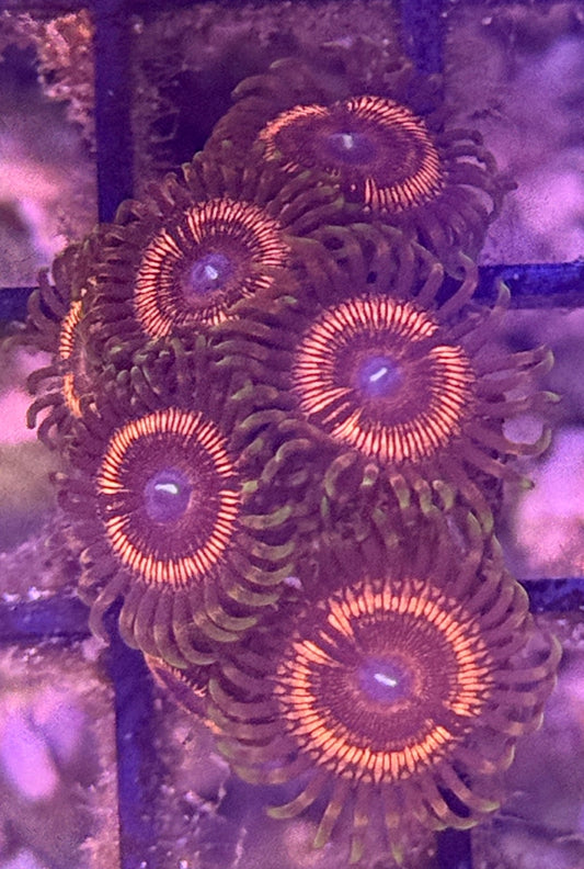 Dragon Glass Zoa frag - 2-3 polyps
