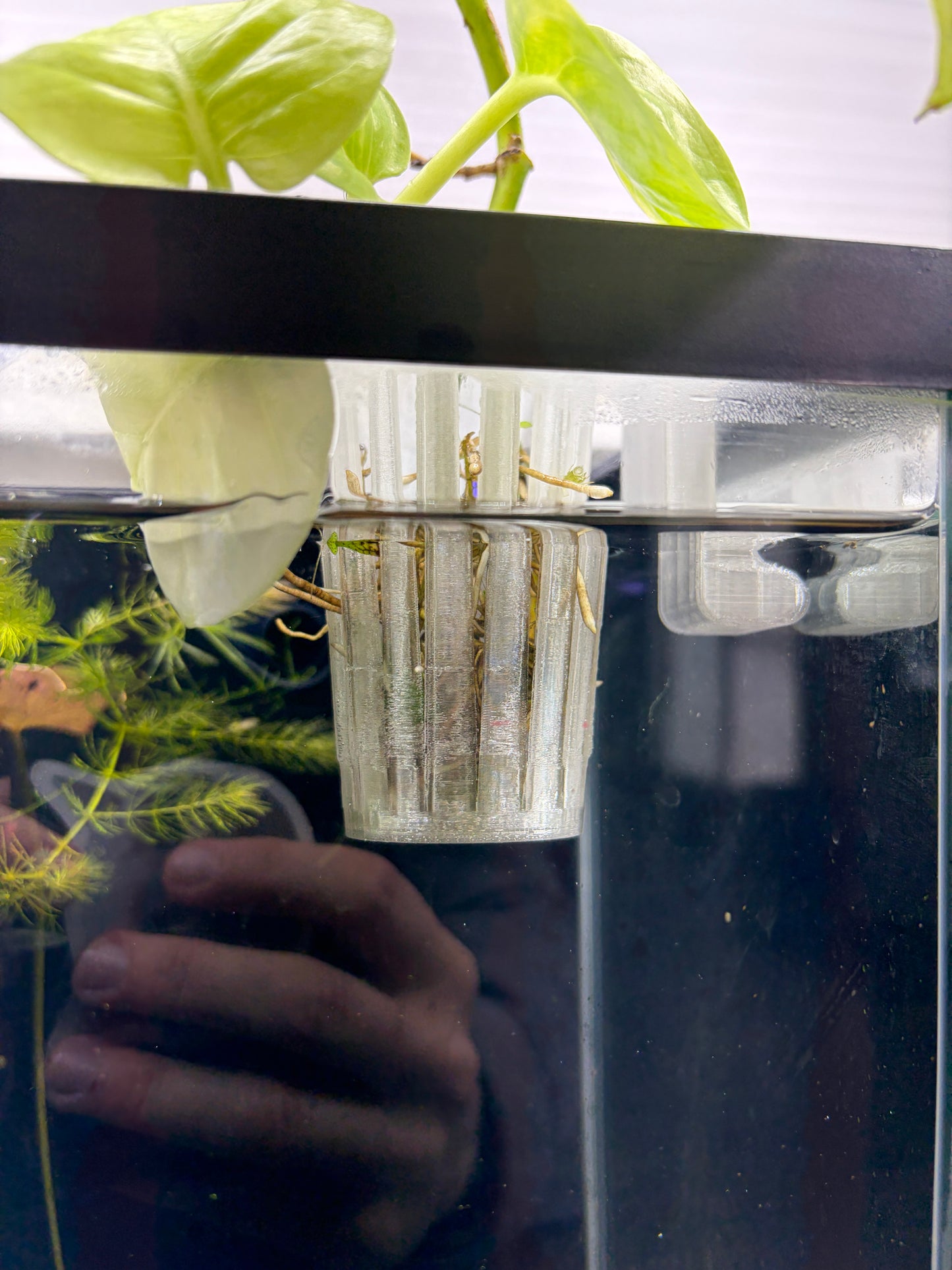 Aquarium Plant Holder