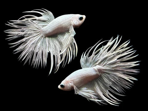 Platinum White Betta - Male