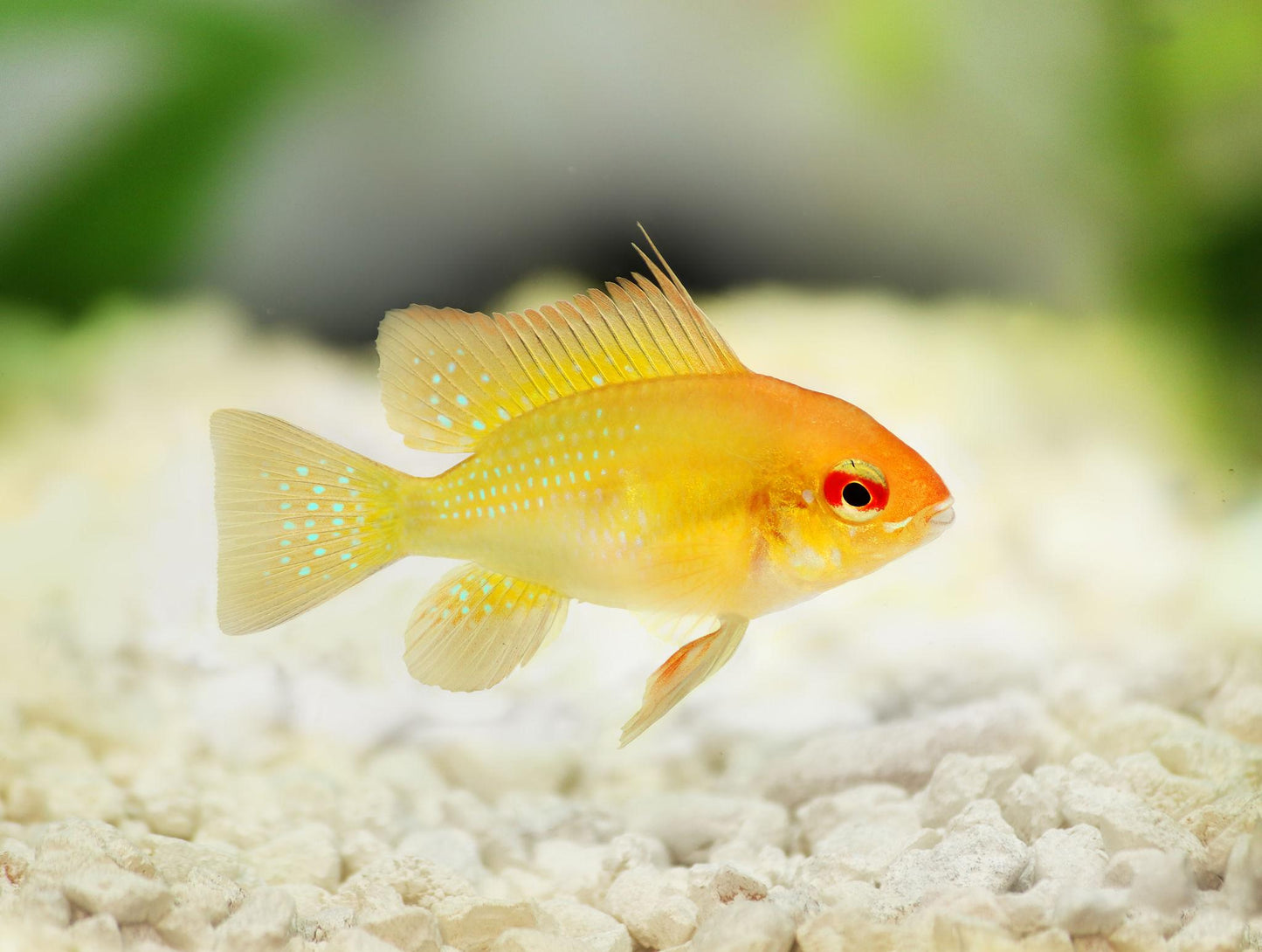 German Gold Ram Cichlid