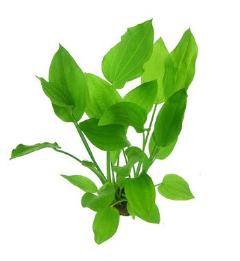 Echinodorus Argentiensis (Argentine Sword Plant)