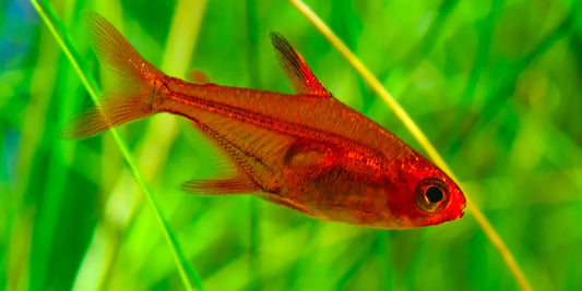 Ember Tetra