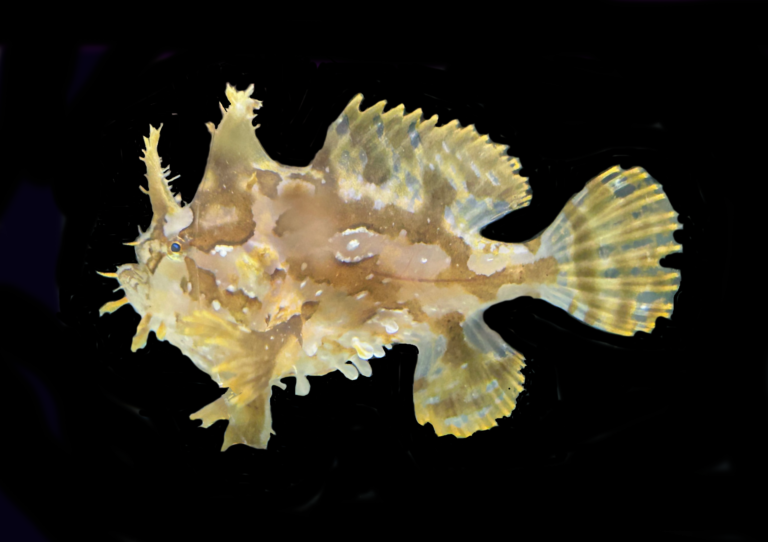 Sargassum Frogfish