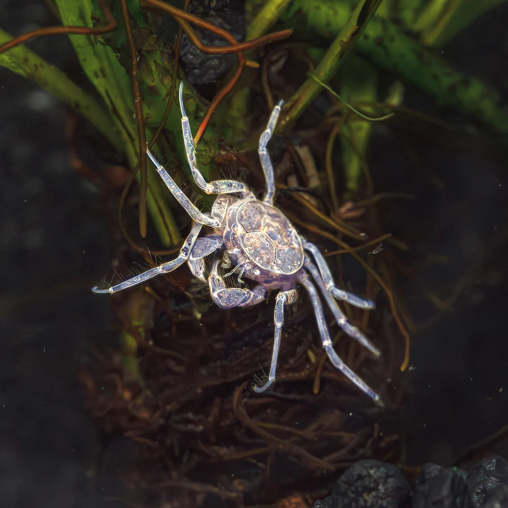 Thai Micro Crab