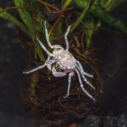 Thai Micro Crab