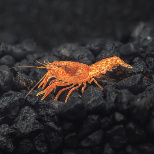 Dwarf Orange Mexican Lobster