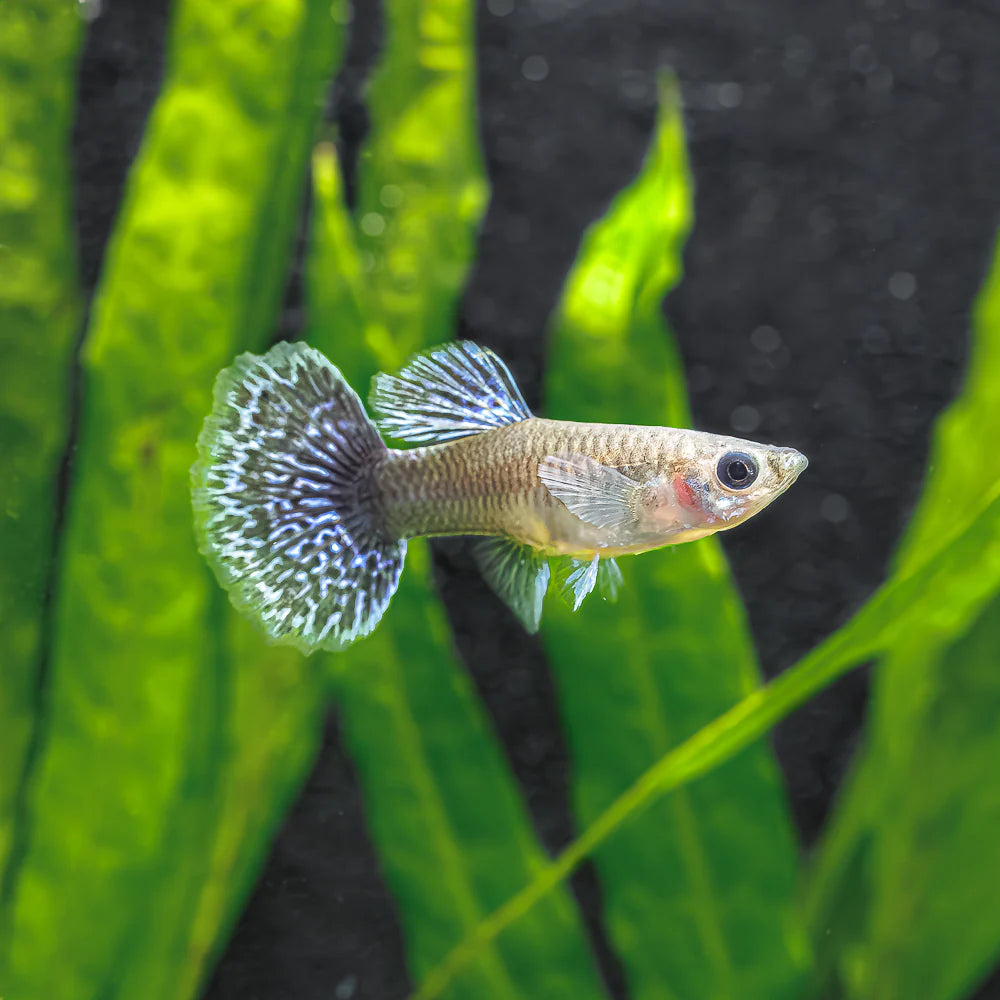 Guppy - Mixed Colors