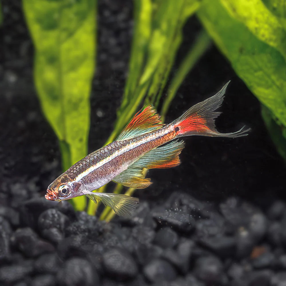 Longfin White Cloud Mountain Minnow