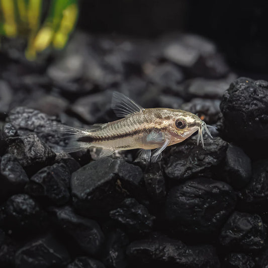 Pygmy Cory - Locally Bred
