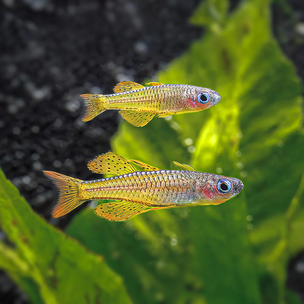 Red Neon Blue Eye Rainbowfish