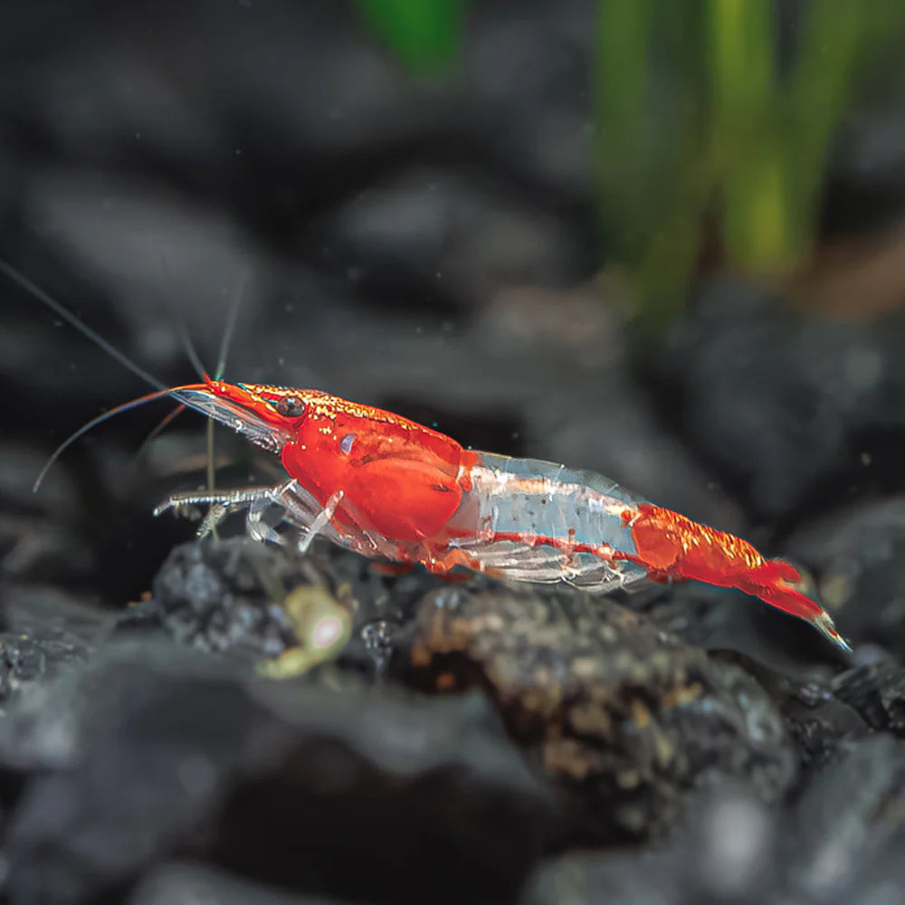 Red Rili Shrimp