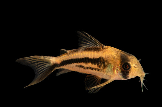 Axelrodi Cory