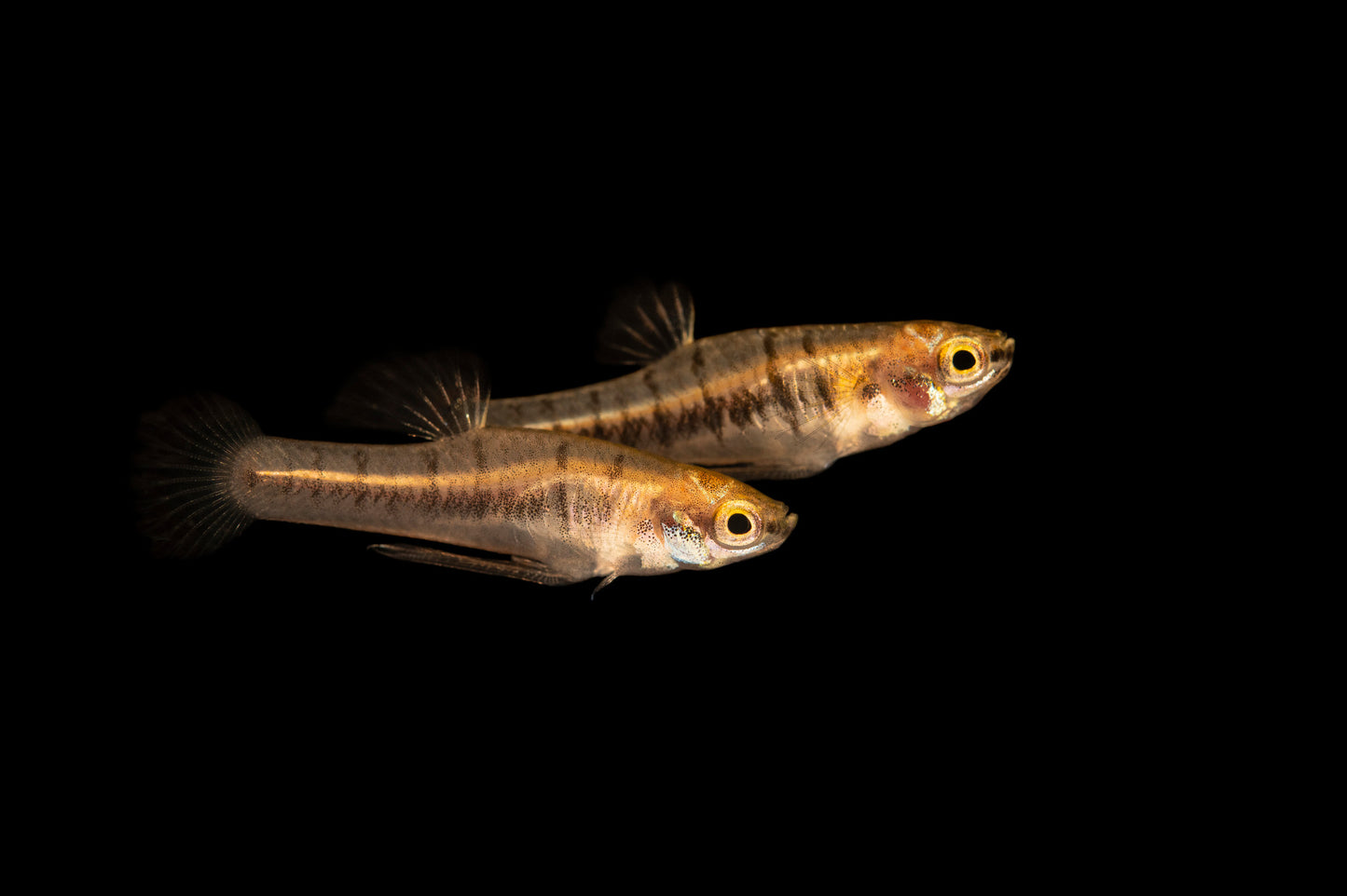 Least Killifish