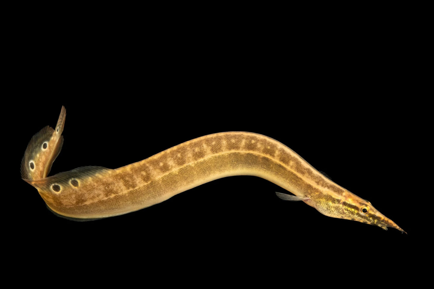 Mastacembelus Eel
