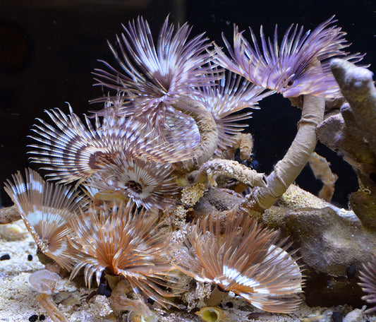 Cinnamon Feather Duster