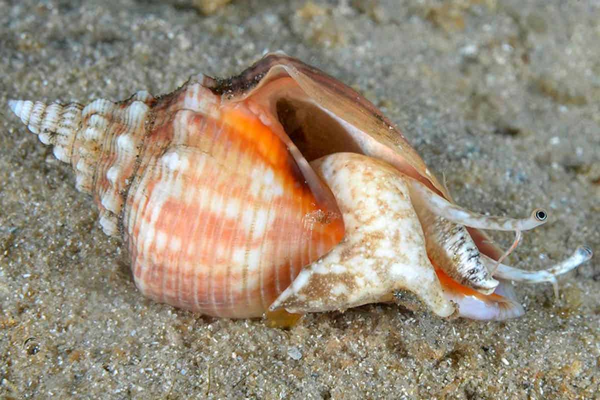 Fighting Conch – Wet Pets Aquatics