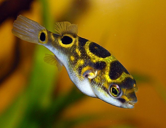 Figure Eight Puffer