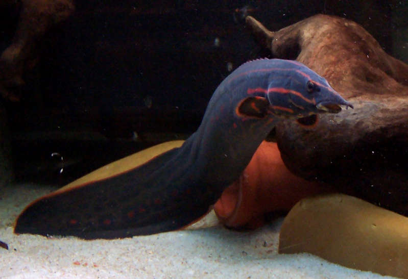 Fire Eel