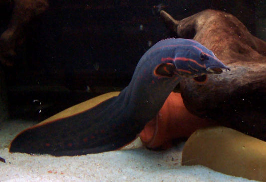 Fire Eel