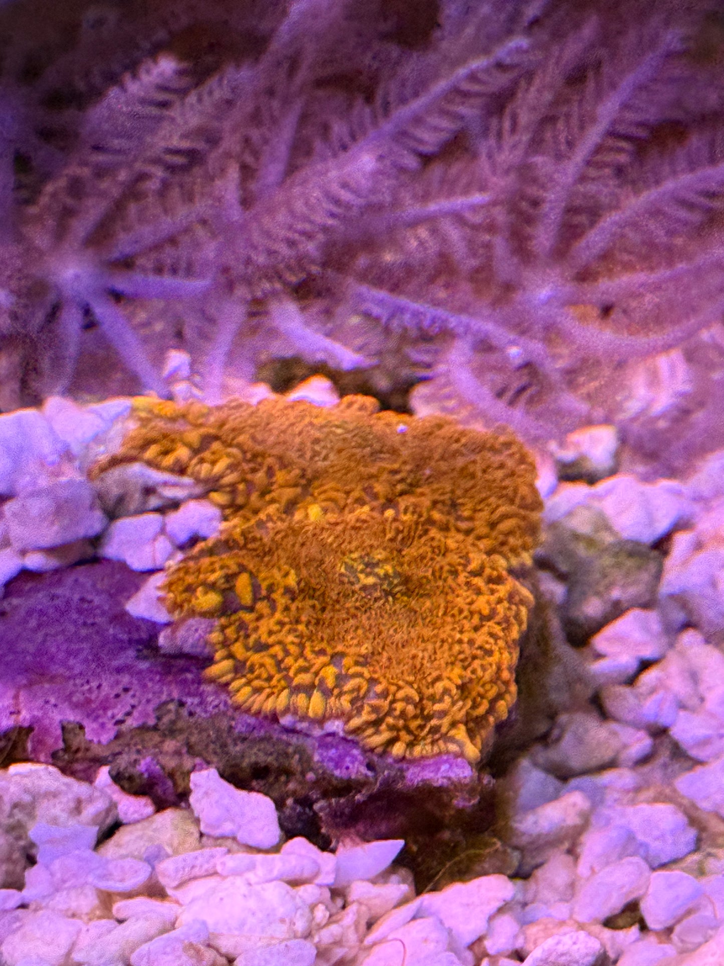 WYSIWYG  Forest Fire Rhodactis Mushroom 2 on a rock