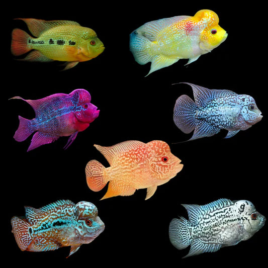 Cichlid - Assorted Flowerhorns