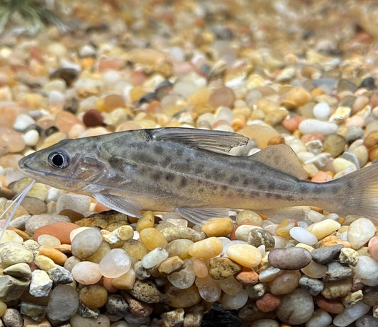Four Line Dot Pictus Catfish