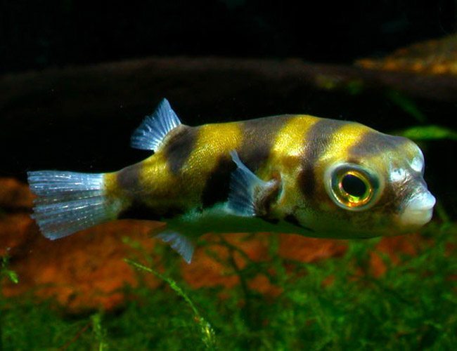 South American Puffer