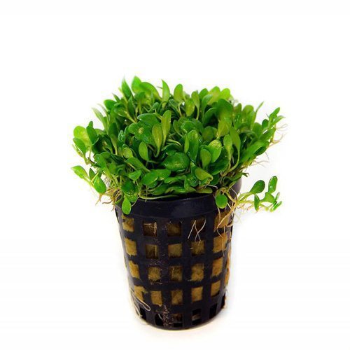 Glossostigma - Potted