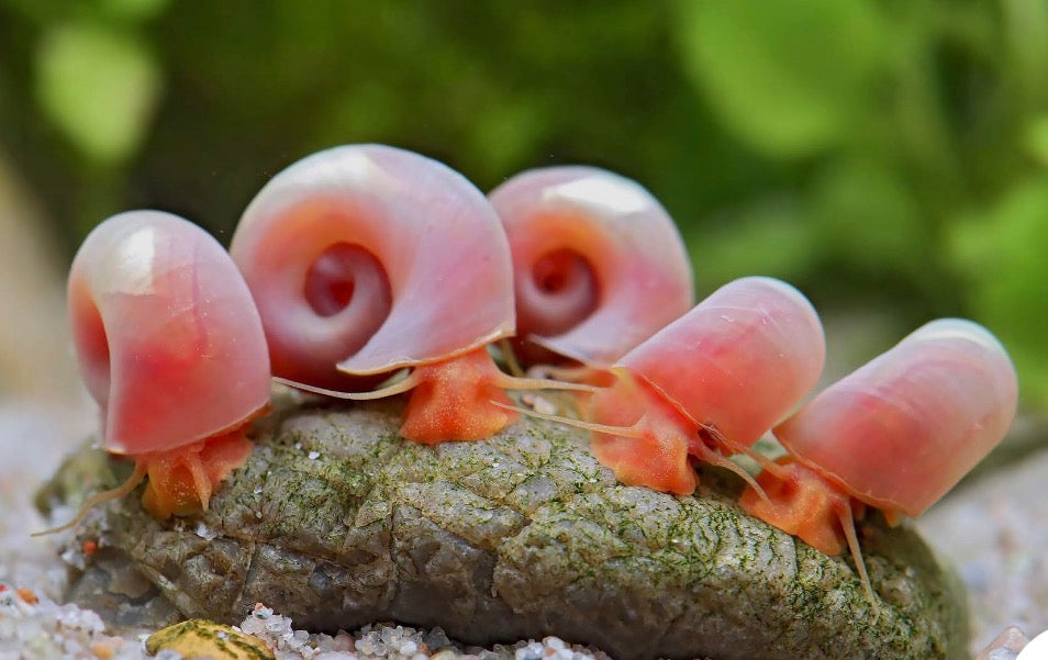 Pink Ramshorn Snail