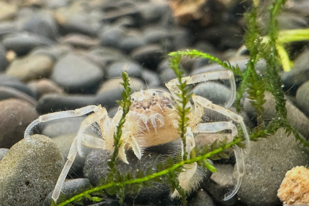 Thai Micro Crab