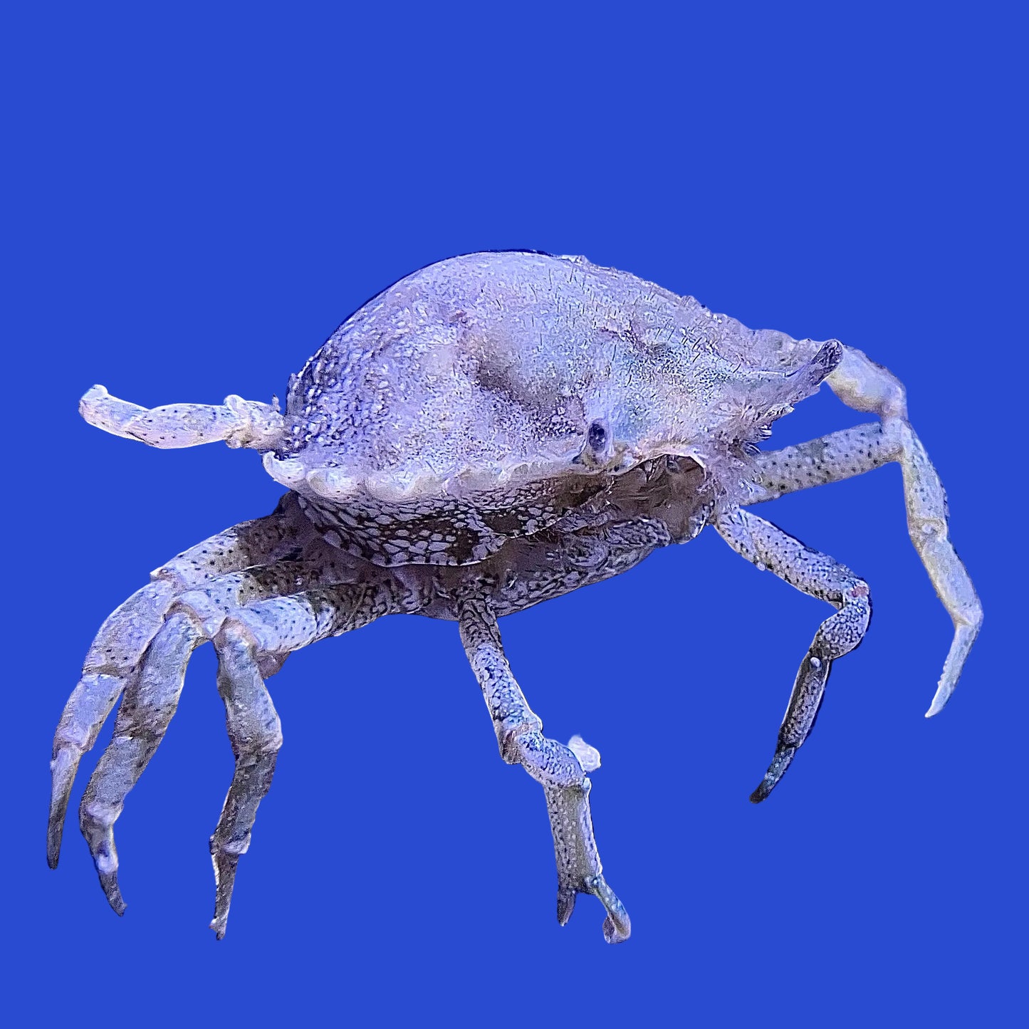 Pithos Crab