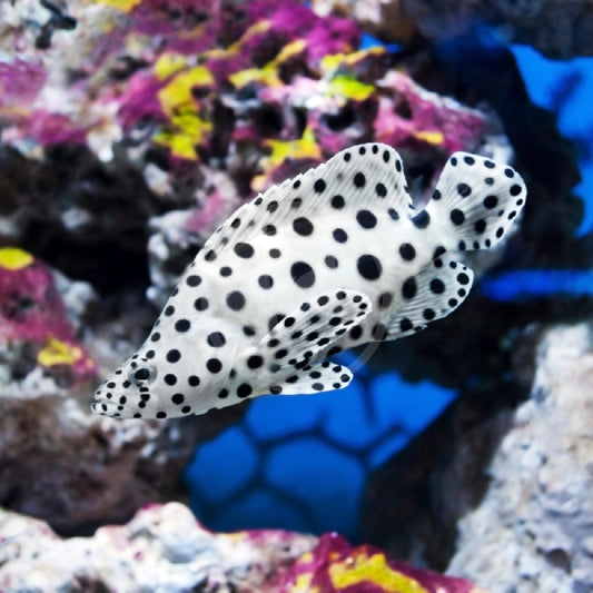 Panther Grouper