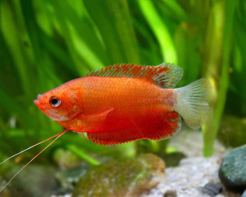 Thick Lip Gourami