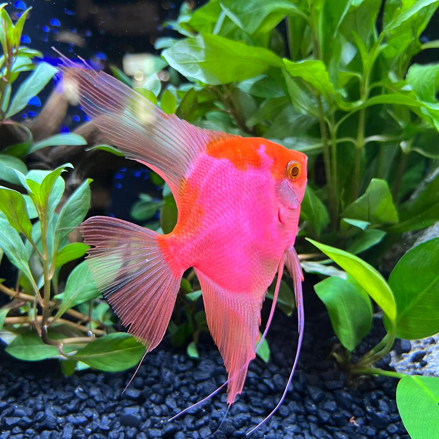 Starfire Glo Angelfish