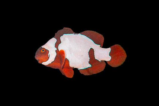 Maroon Snowflake Clownfish - Tank Raised