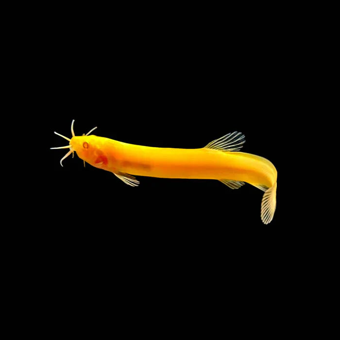 Gold Dojo Loach (Weather Loach)