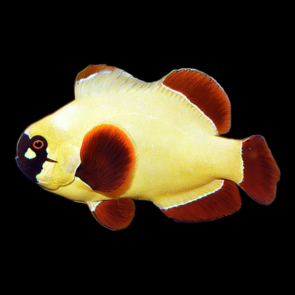 Gold Nugget Clownfish