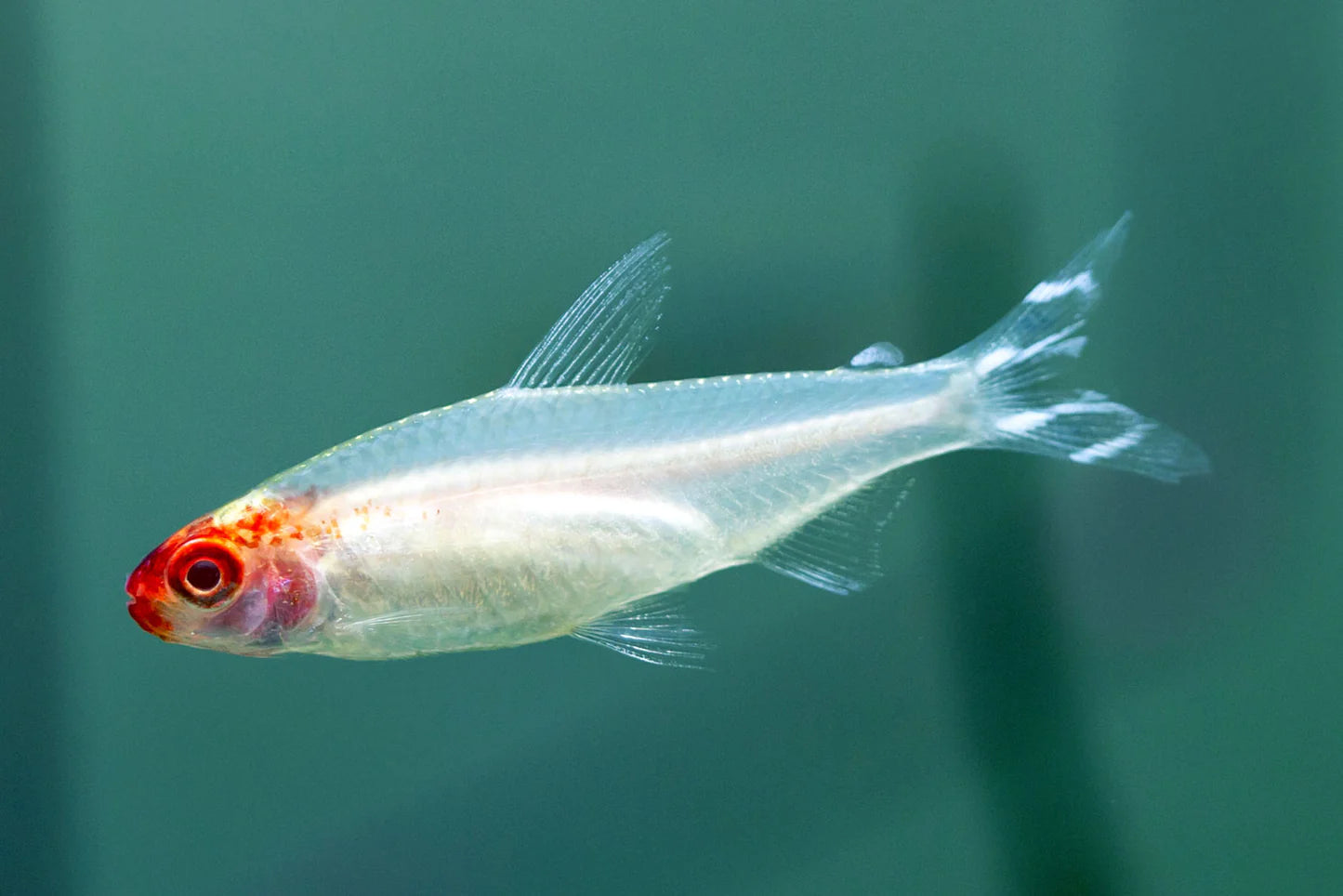 Golden Rummynose Tetra