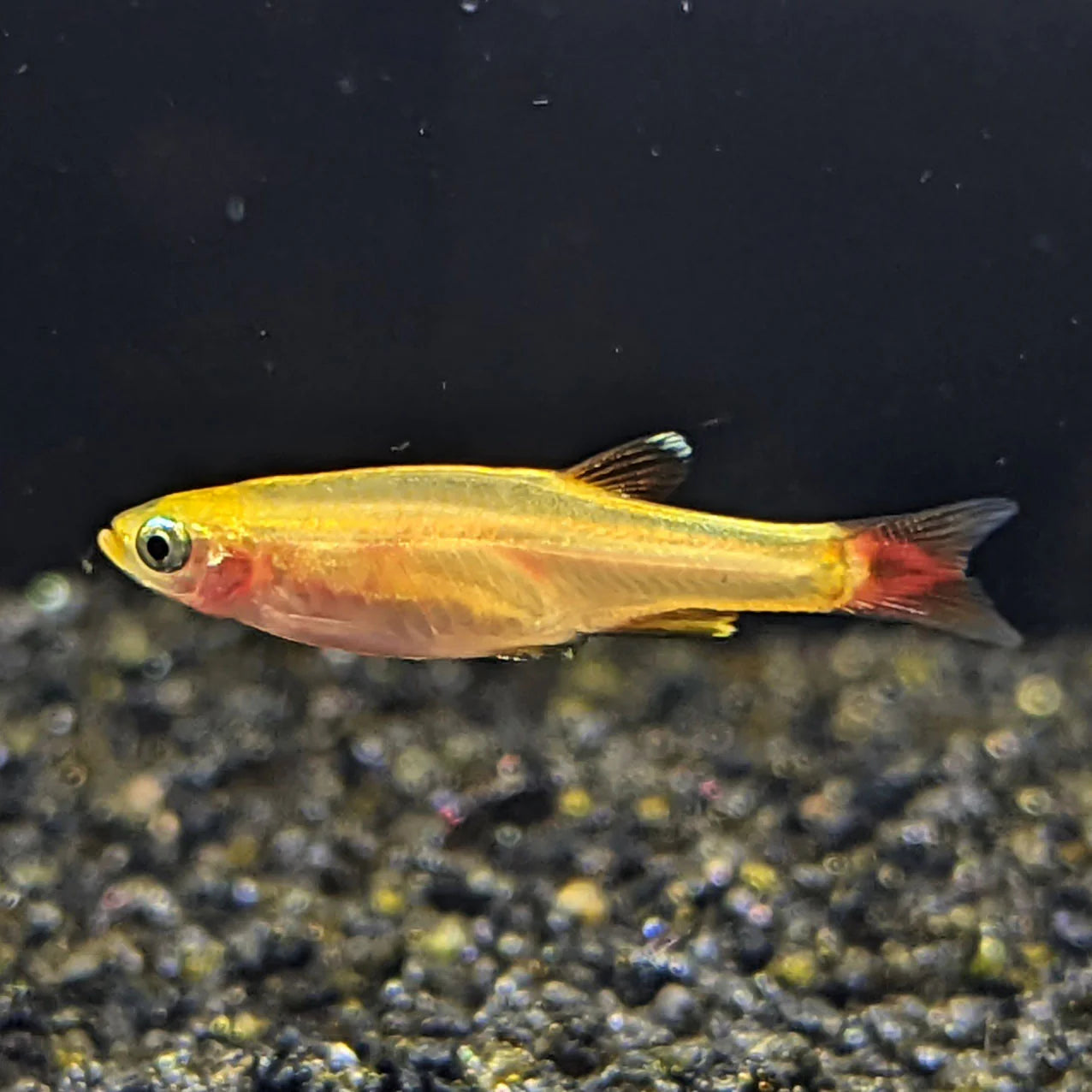 Gold White Cloud Mountain Minnow