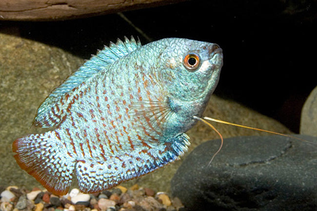 Assorted Fancy Dwarf Gourami - Male