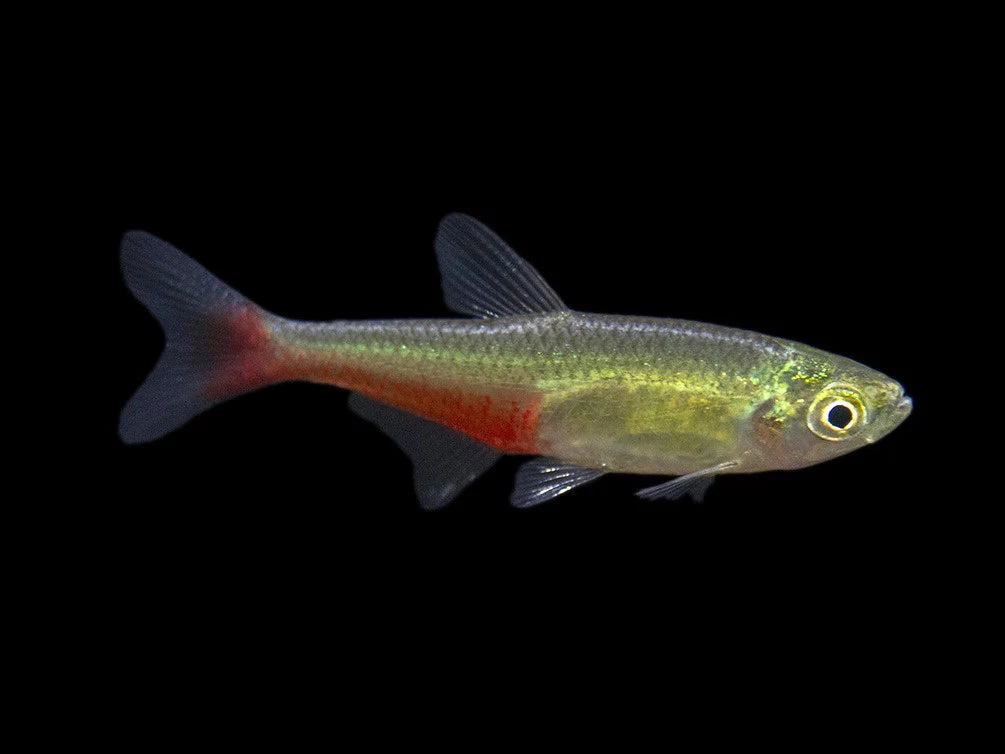 Green Fire Tetra