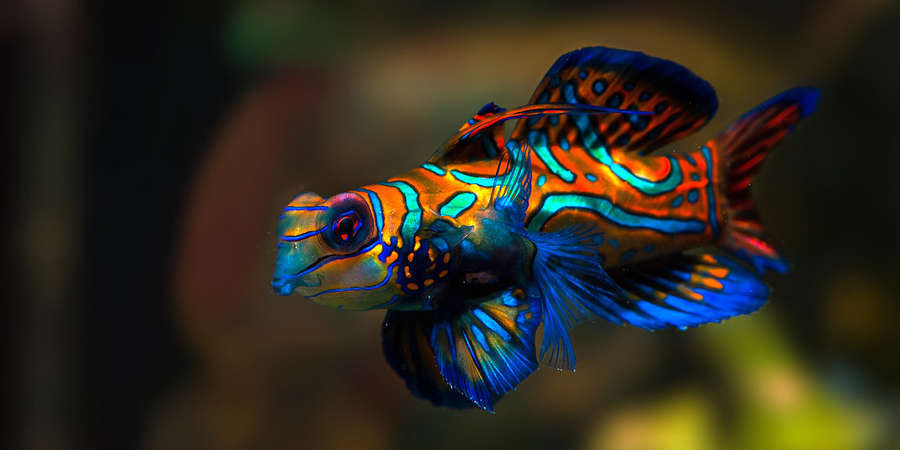 Green Mandarin Goby