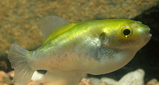 Avocado Puffer